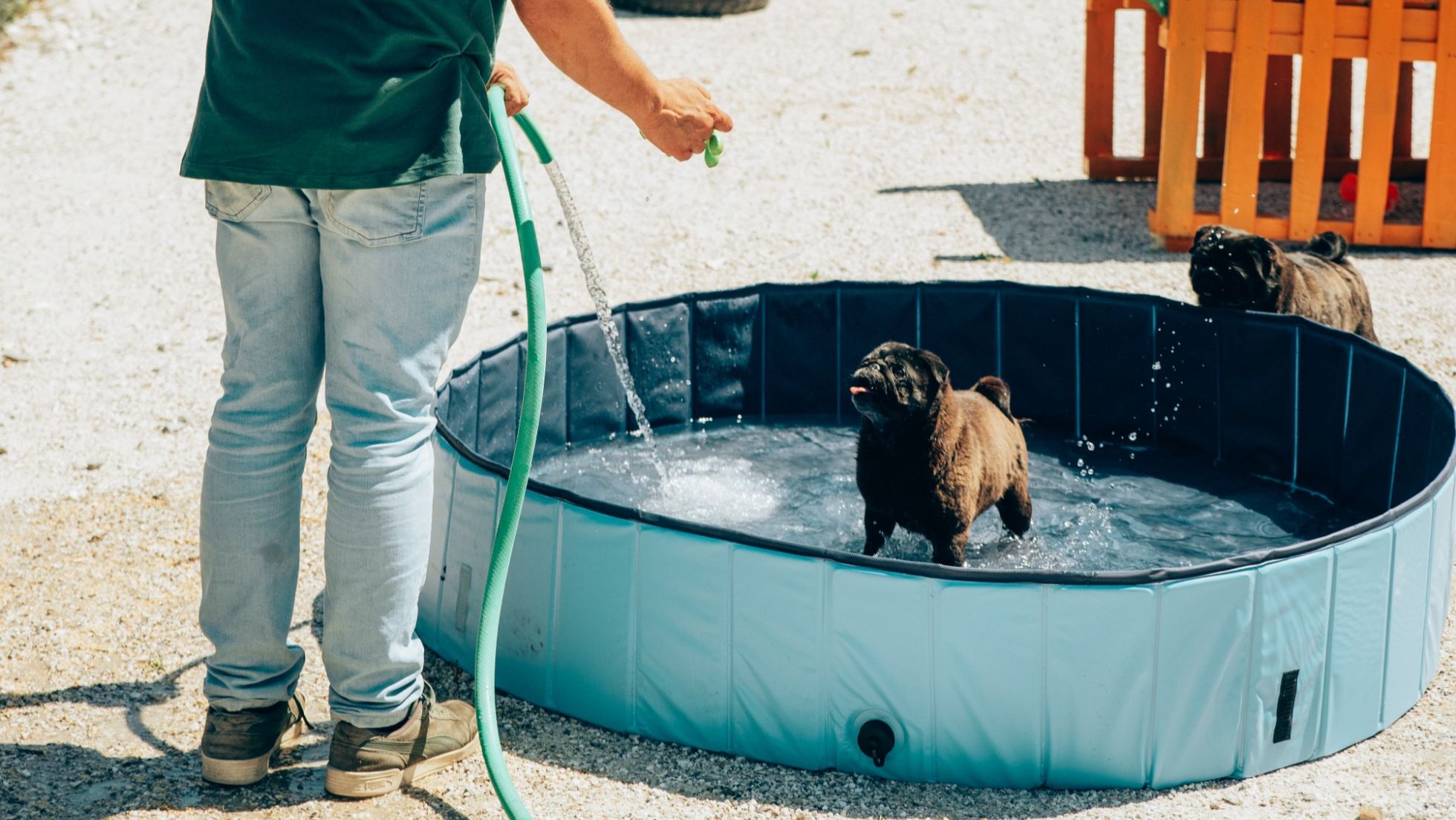 Creche para cães